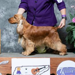 Davi - English Cocker Spaniel