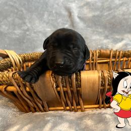 Petunia - Black female Labrador Retriever puppy in Rootstown, Ohio from Blue Bandana Retrievers