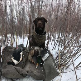Labrador Retriever All Grown Up from Rocky Mountain Dogs - Utah