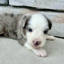 Lenny - Blue merle male Australian Shepherd puppy in Loda, Illinois from Pilcher Farms