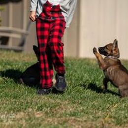 German Shepherd Puppies from Dogtown K9 Training home of "vom Haus Courtland" Kennel