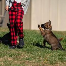 German Shepherd Puppies from Dogtown K9 Training home of "vom Haus Courtland" Kennel