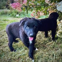 Wally - Black & white male Australian Shepherd puppy in Marshfield, Vermont from Discovery Hill Australian Shepherds