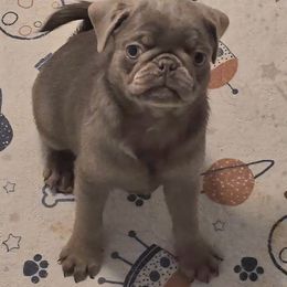 Chewbacca - Silver male Pug puppy in Boiling Springs, South Carolina from Monsterpugs