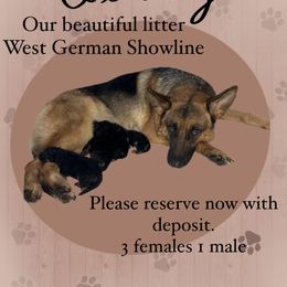German Shepherd Puppies from North Shore Shepherds