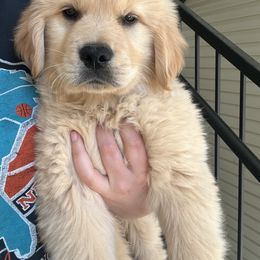 Golden Retriever Puppies from Candy Rock Golden Retrievers