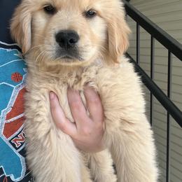 Golden Retriever Puppies from Candy Rock Golden Retrievers