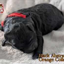 Orange Girl - Black and white female Shihpoo puppy in Rockledge, Florida from Stormie's Doodles