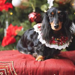 Zelda - Black and tan female Dachshund puppy in El Dorado Hills, California from Golden Hill Dachshunds