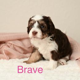 Brave - Red tri-color female Aussiedoodle puppy in Lincoln, California from Frenchie LOVE and Doodles