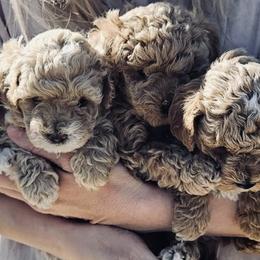 Cavapoo, Cockapoo, Goldendoodle, and Maltipoo Puppies from Perdue Puppies