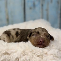 Gold Nugget - Chocolate male Australian Labradoodle puppy in Brush Prairie, Washington from Fancy Pants Labradoodles