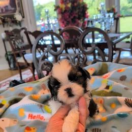 Wyatt - Gold and white male Shih Tzu puppy in Pleasant Hill, Missouri from Misty Dajavue Shih-Tzu