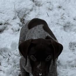 Liver roan - Liver roan female German Shorthaired Pointer puppy in New Bedford, Massachusetts from Foot Hunter Kennel