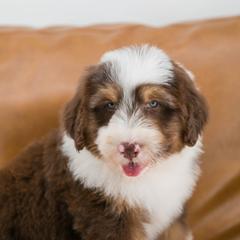Australian Mountain Doodle Puppies from Brick House Farm Doodles