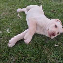 Labrador Retriever Puppies from Taylor Maid Labradors