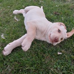 Labrador Retriever Puppies from Taylor Maid Labradors
