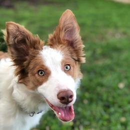 Rory - Border Collie
