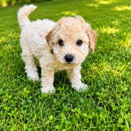 Luke Combs - Cream male Goldendoodle puppy in Norris, Tennessee from Young Farms