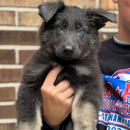 Nova - Blue female German Shepherd puppy in Barnhart, Missouri from Combat Creek German Shepherds