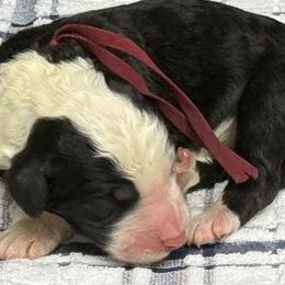 Thallo - Black and white male Sheepadoodle puppy in Chesapeake, Virginia from Doodle-Cove