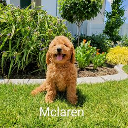 Goldendoodle Puppies from Brulee Doodles