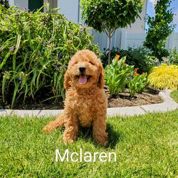 Goldendoodle Puppies from Brulee Doodles