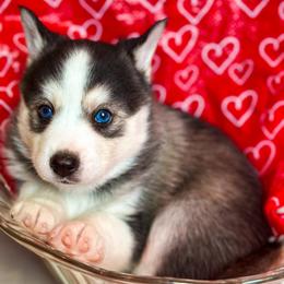 Pomsky Puppies from You Me & Our Pomskys
