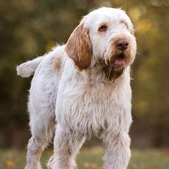 Spinoni Italiani from Seven Pines Spinone