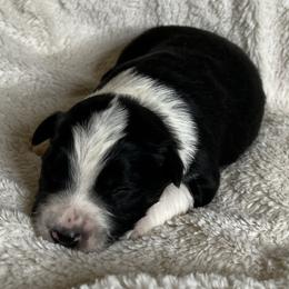 Boy 6 black tri - Black tri male Miniature Australian Shepherd puppy in Taunton, Massachusetts from Checkered Flag Champions Mini Aussies