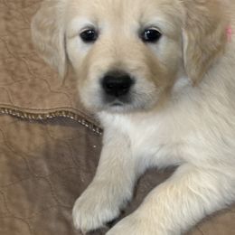 Golden Retriever puppies from Family Loved Golden Retrievers