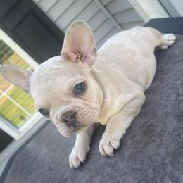 Gemma - Blue fawn female French Bulldog puppy in Seneca, South Carolina from Burrell’s Bulldog Kingdom