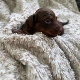 Crush - Chocolate and tan male Dachshund puppy in North Fort Myers, Florida from Trust Fund Devil Kennel