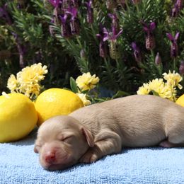 Dachshund Puppies from M & M Doxies