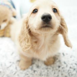 Teddy - Cream male Dachshund puppy in Big Rapids, Michigan from 30 Acre Woods Dachshunds