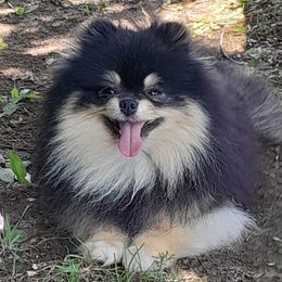 Mustafa - Pomeranian