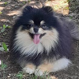 Mustafa - Pomeranian