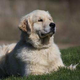 D'Arcy - Golden Retriever