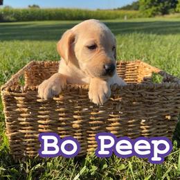Bo Peep - Yellow female Labrador Retriever puppy in Lucasville, Ohio from Backwoods Labradors