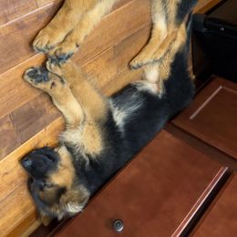 German Shepherd Puppies from Ewig Krieger Kennels