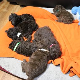 Poodle Puppies from RK'S Pets