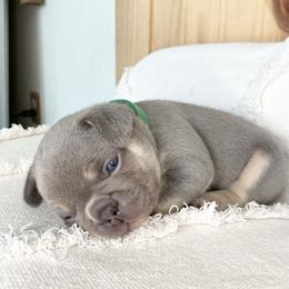 Green collar - Tricolors male French Bulldog puppy in Selma, Oregon from Pnwfrenchbulldogs