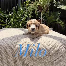 Milo - Cavapoo