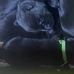 Wiggles-green collar - Black Labrador Retriever puppy in Springfield, Missouri from Kellner Labradors