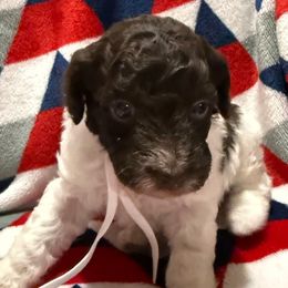 White Collar Boy - Phantom male Poodle puppy in Huntsville, Alabama from Flint River Poodles