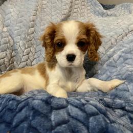 Cavalier King Charles Spaniel Puppies from Sunset Valley Cavaliers
