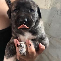 Boy 1 - Brindle male Anatolian Shepherd Dog puppy in Daggett, Michigan from T&S Anatolians