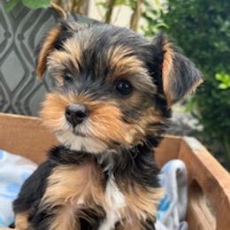 Randy - Black and tan male Yorkshire Terrier puppy in Kennewick, Washington from Lisa’s Little Yorkies