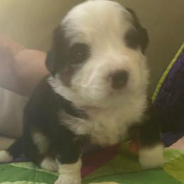 Rhett-red - Tri-color male Bernedoodle puppy in Lynch Station, Virginia from Mini Bernedoodles by Ziva & Zac