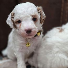 WoodStock Khaki - Parti male Goldendoodle puppy in Vernon, Texas from Sugarland's Texas Goldendoodles